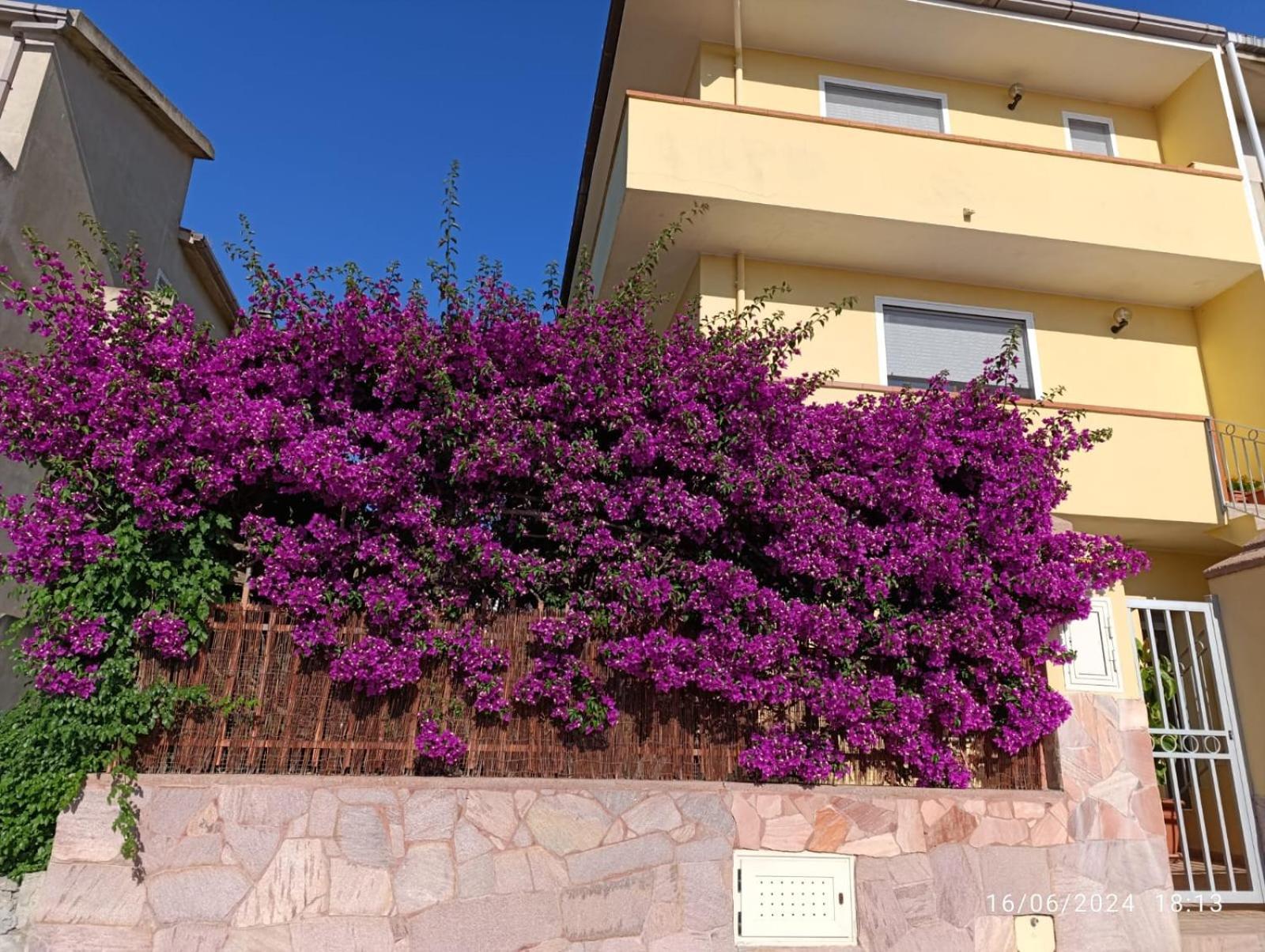 Bouganville Olmedo Εξωτερικό φωτογραφία